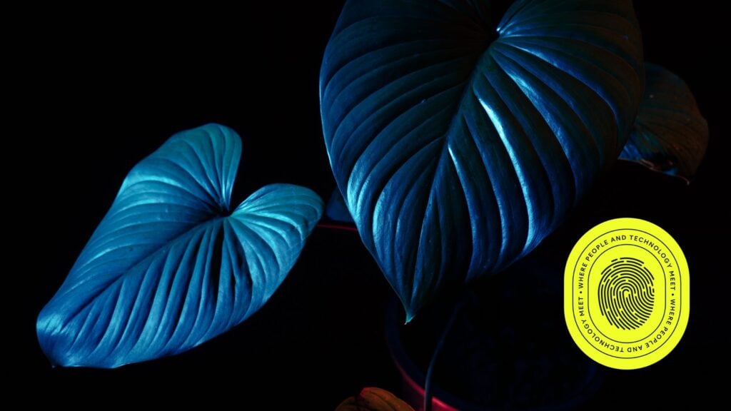 Close-up of vibrant blue tropical leaves illuminated in low light, paired with a bright yellow badge that reads 'Where People and Technology Meet,' symbolizing the fusion of nature and innovation in 'Insight 2025: Strategies for Digital Success.'"