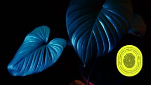 Close-up of vibrant blue tropical leaves illuminated in low light, paired with a bright yellow badge that reads 'Where People and Technology Meet,' symbolizing the fusion of nature and innovation in 'Insight 2025: Strategies for Digital Success.'"