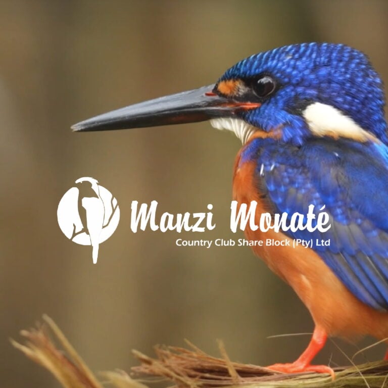 Manzi Monate logo displayed over a vibrant kingfisher, representing the luxury bush retreat's nature-inspired brand identity.